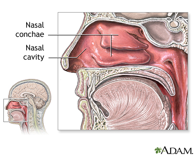 <p>nasal conchae</p>
