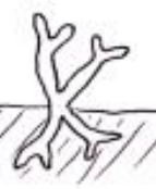 <p>What type of bacteria does this image show?</p>