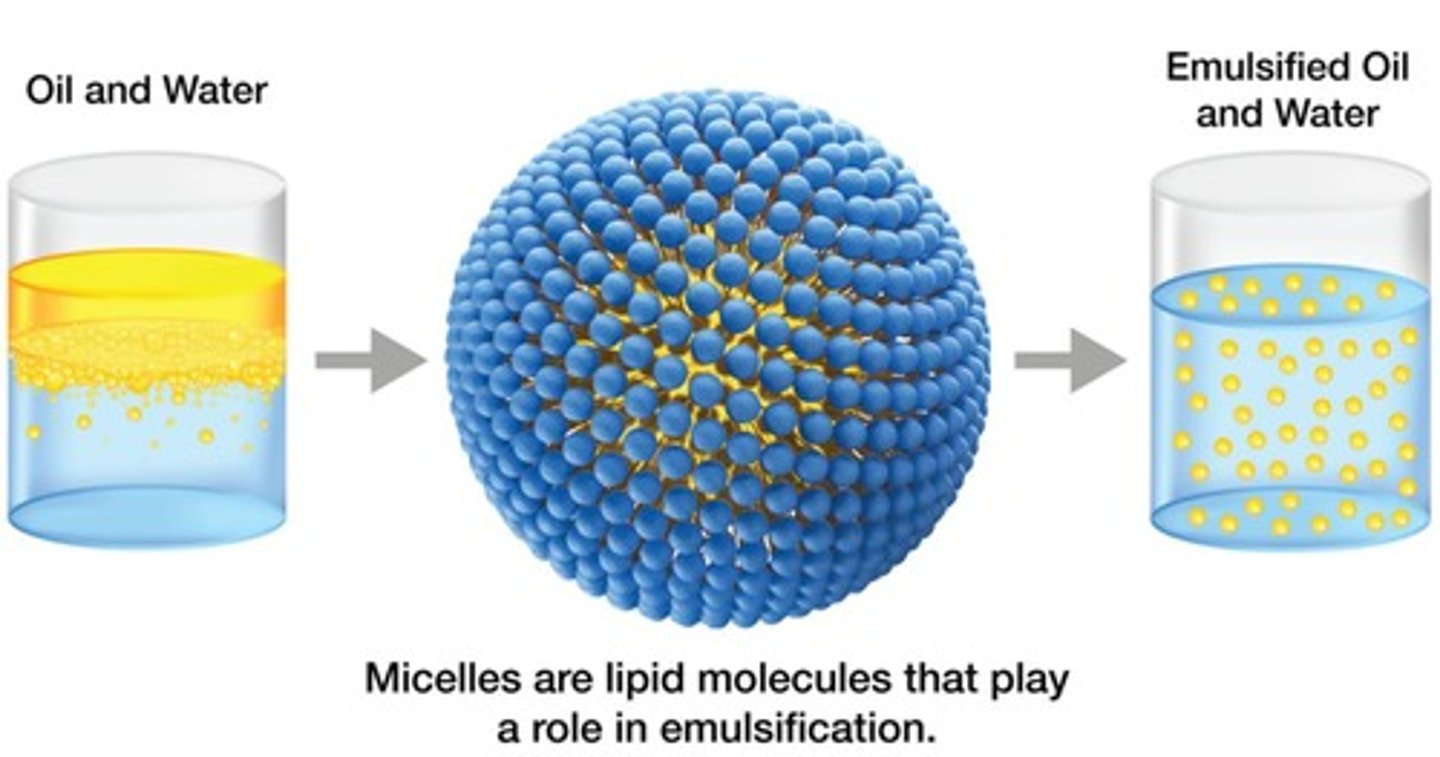 <p>phospholipids are effective-</p>