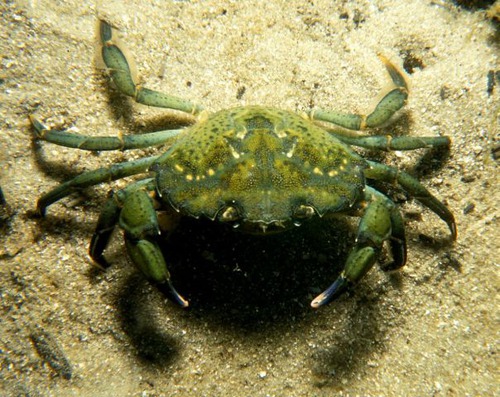 <p>Green Crab</p>