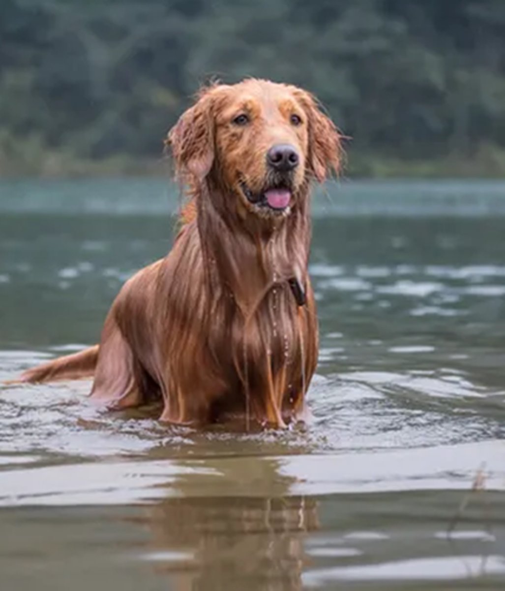 <p>This Golden Retriever from North Carolina presented @ the clinic with weight loss, dysrexia and elevated liver enzymes. A presumptive diagnosis of Heterobilharzia was made. The owner wants to know how his dog became infected. What will you tell him?</p>