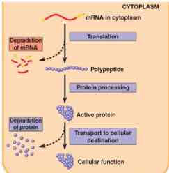 <p>After translation, chemical groups get added to proteins for further specialization, Proteins are folded by <em>chaperonins</em></p>