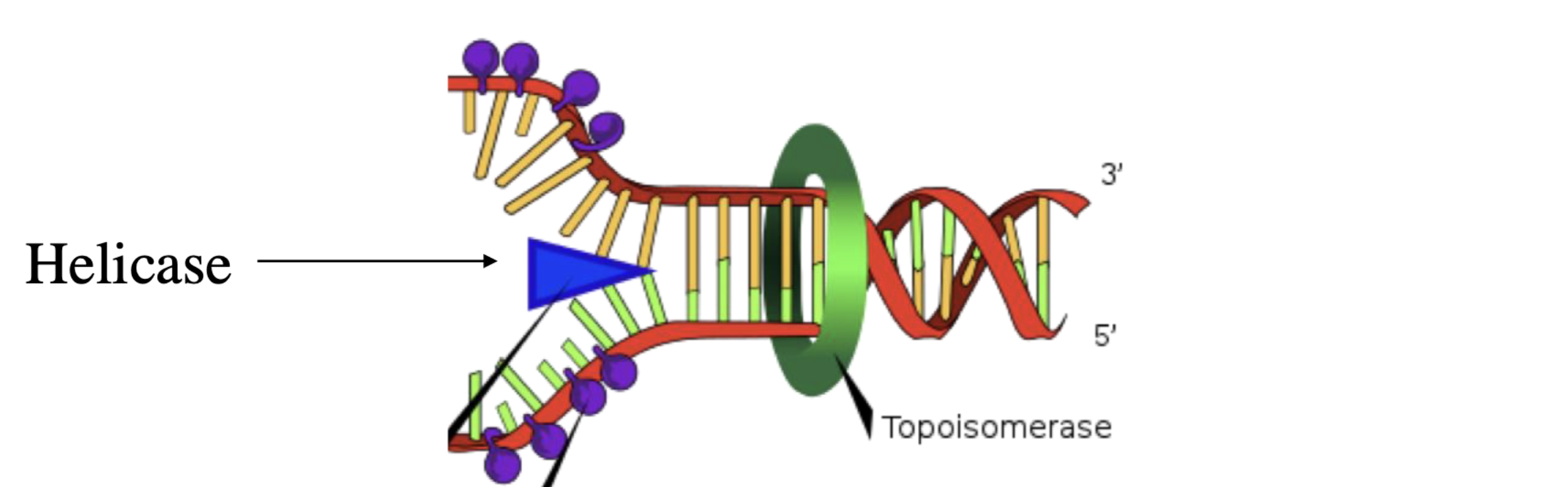<p>“unwinds” the DNA double helix by breaking the hydrogen bonds between the nitrogenous bases</p><p>also winds up the DNA (positive supercoiling) and unwinds DNA (negative supercoiling) which costs ATP</p>