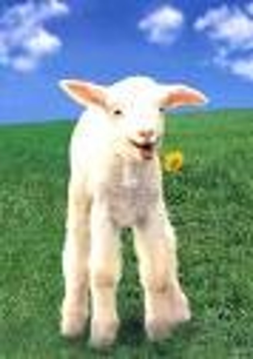 <p>a young sheep — jagnię</p>