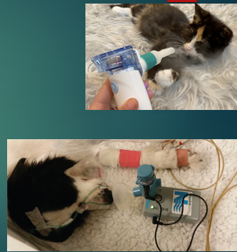 <p>Nursing care of URT obstruction </p>