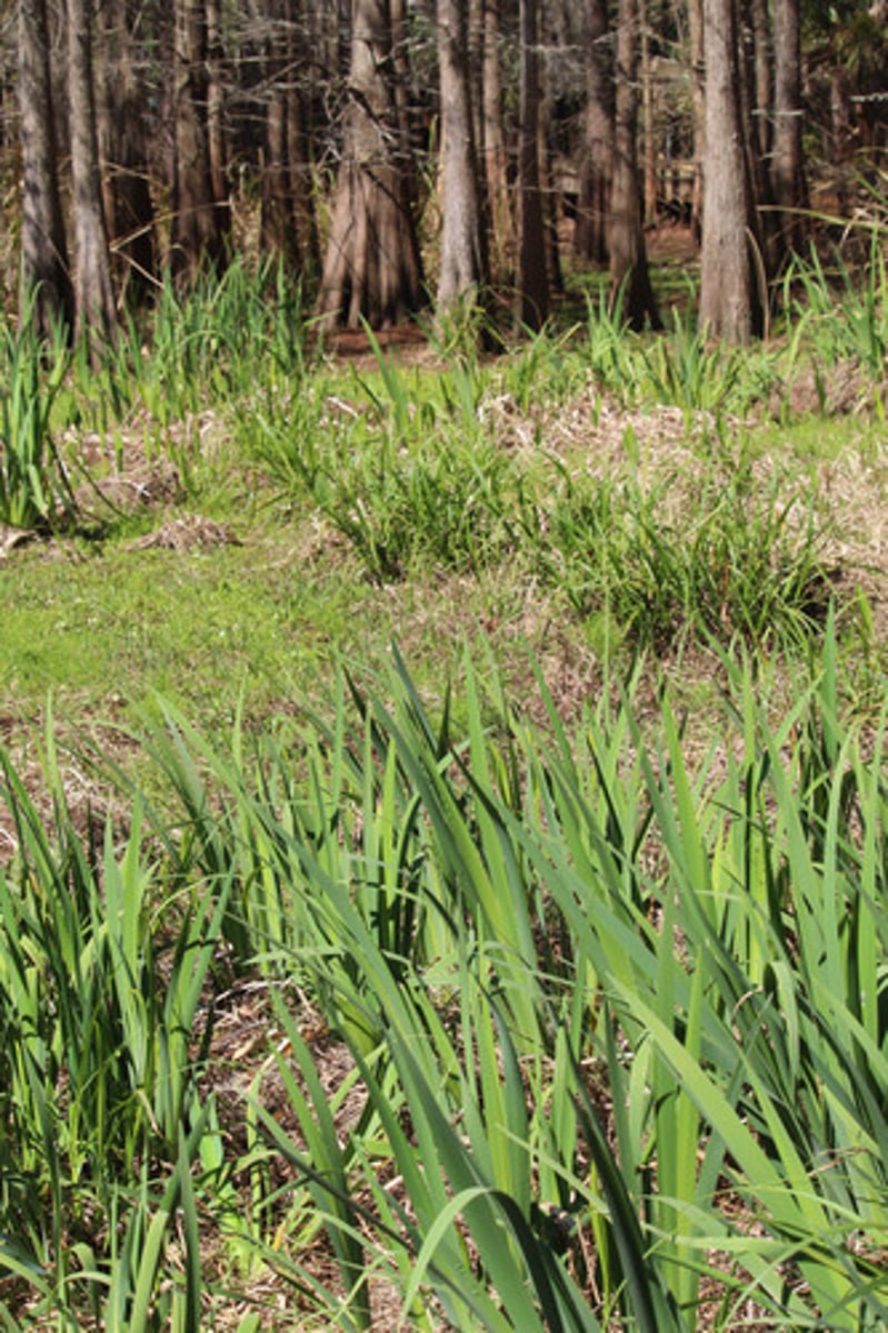 <p>what is the name of the plant pictured here?</p>