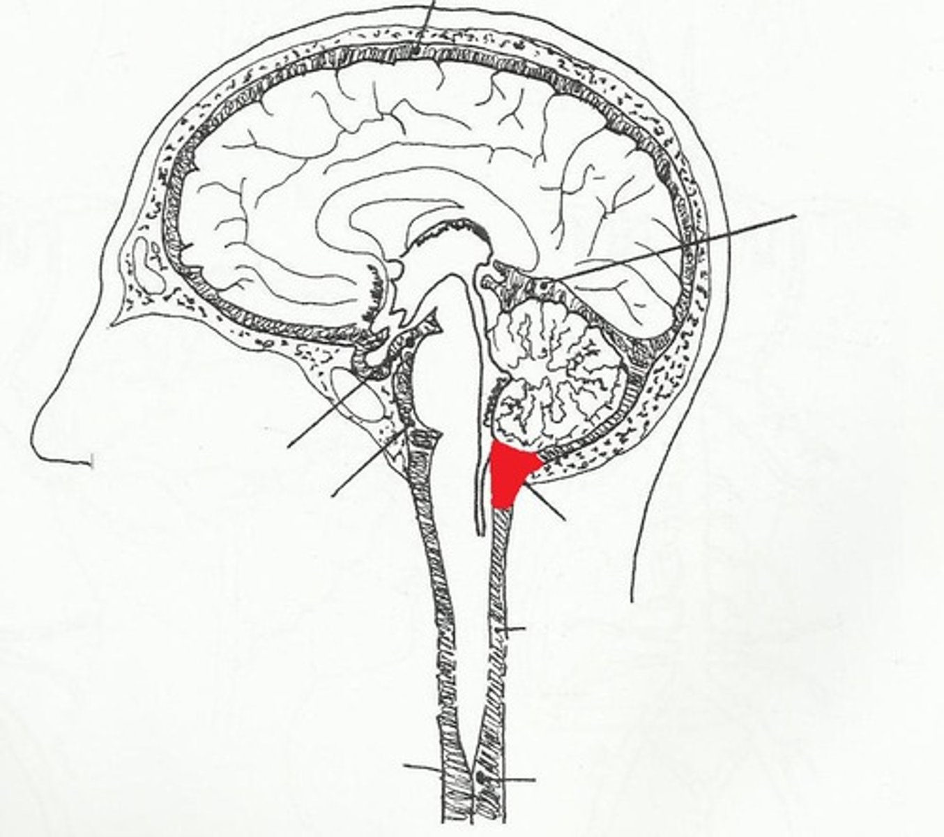 <p>subarachnoid cistern that is the largest located posterior to the medulla and inferior to the cerebellum (just above the foramen magnum); single midline structure </p>