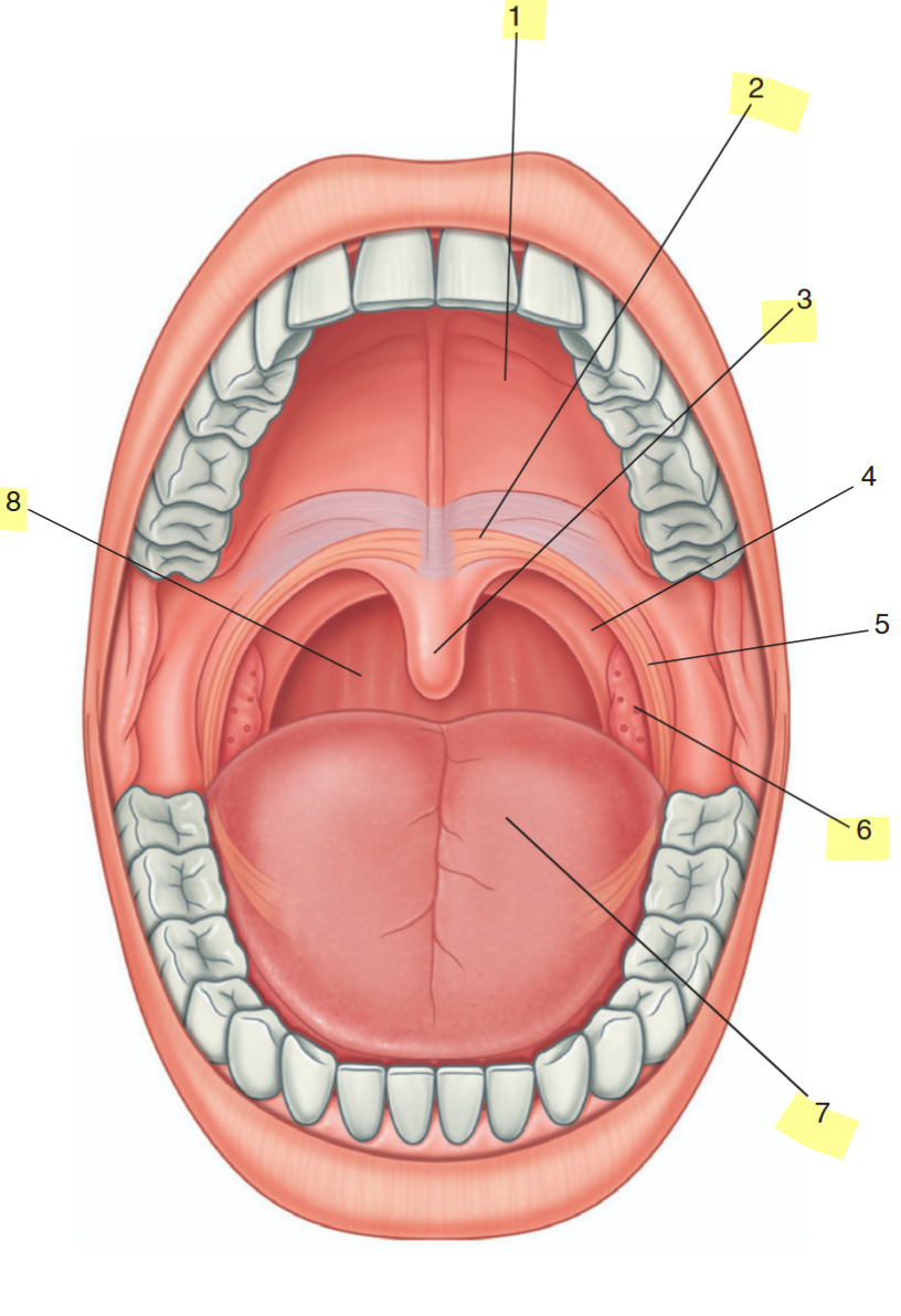 <p>identify the highlighted features</p>