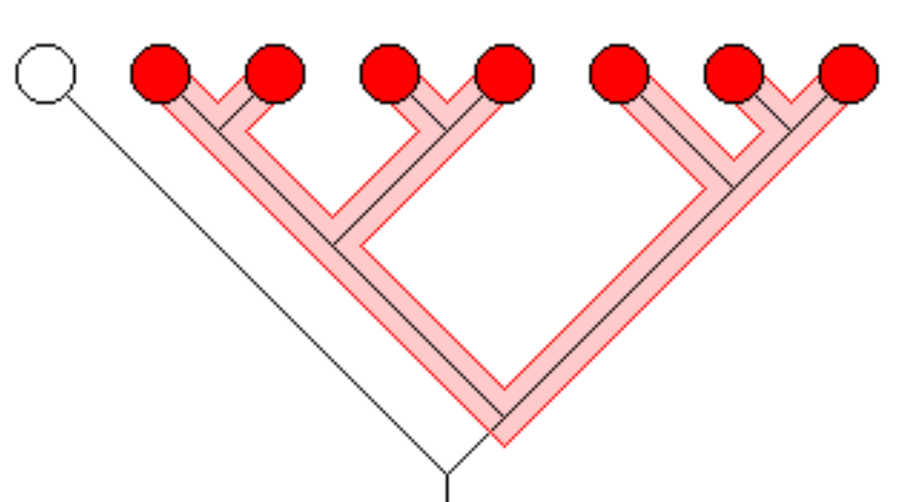 <p>Ancestral species and all its descendants</p>