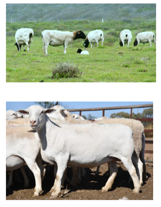 <p>Usually has black head but can be white </p>
