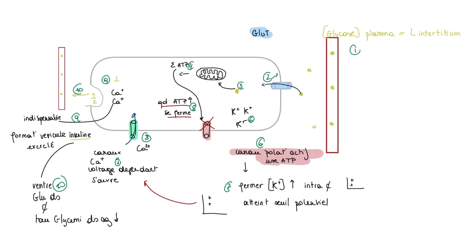 <p>{ATP/ADP} ↑ → fermer → dépolarisation → activation</p><p class="has-focus">{ATP/ADP} <span data-name="arrow_lower_right" data-type="emoji">↘</span> → ouvert → hyperpolarisation → inactive</p><p class="has-focus"></p><p class="has-focus">entrer Glucose du sg par Glut → production ATP → canux K<sup>+</sup> ATP dépendant → {K} ↑ ds cell atteint seuil potentiel </p><p class="has-focus">→ open canaux Ca<sup>2+  </sup>voltage dépendant open →Ca entre ds cell → vesicule insuline excreter → diminue taux glucose dans le sg </p><p class="has-focus"></p><p class="has-focus"></p><p class="has-focus"></p><p class="has-focus"></p><p class="has-focus is-empty">rappel : K entre →repolarisation vers repos</p><p class="has-focus"></p><p class="has-focus is-empty"></p>