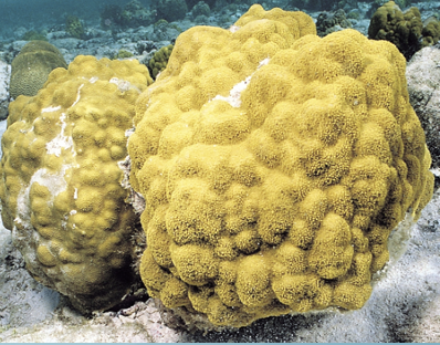 <p>Smooth, dome-shaped colonies result. Ex: <em>Porites spp.</em></p>