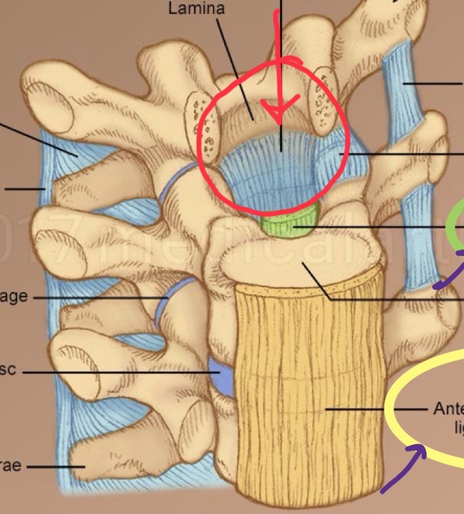 <p>Extend from one vertebrate lamina to the next inside the vertebral canal. These bands serve as a covering over the spinal canal. Made from elastin fibers. .</p>