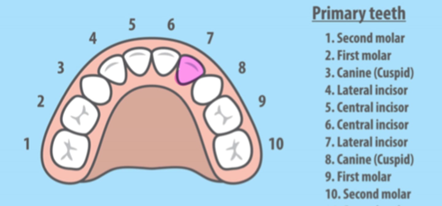 <p>Maxillary Left Primary Lateral Incisor</p>