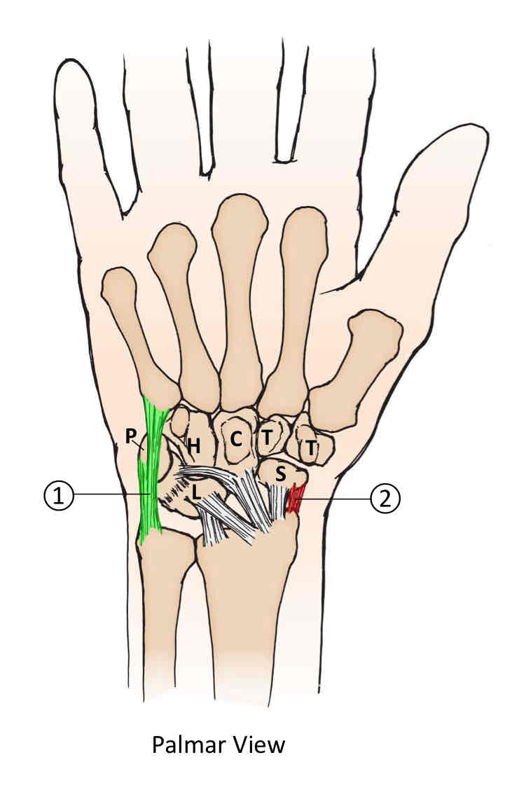 <p>Collateral Ligaments of the Wrist</p>