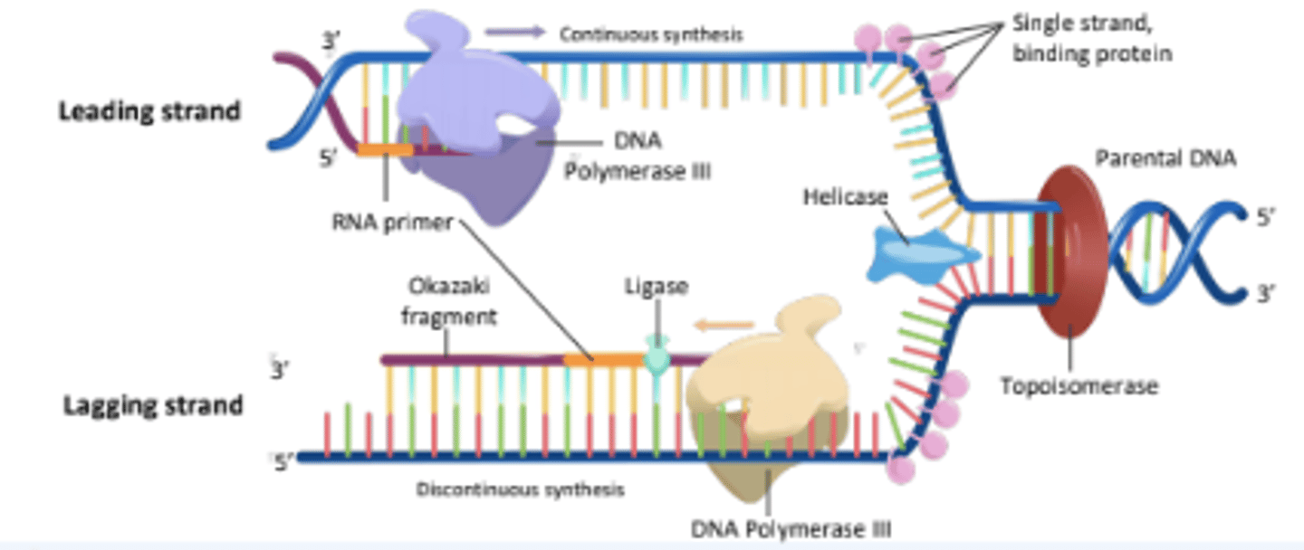 <p>The strand of DNA that is synthesized continuously in the same direction as the replication fork opens.</p>