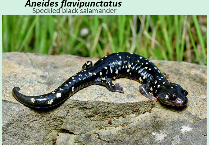 <ul><li><p><span>Black salamander</span></p></li><li><p><span> Black on back and belly, white or yellow flecks</span></p></li><li><p><span>toe tips rounded.</span></p></li></ul><p></p>