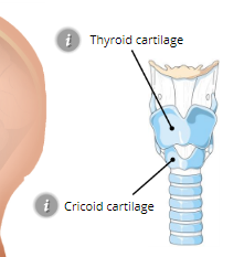 Thyroid Cartilage