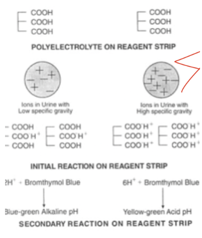 <p><span>pKa of polyelectrode decreases proportionally to urine ionic concentration</span></p>