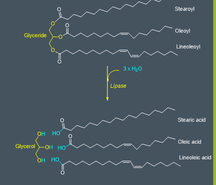 <p>they are hydrolysed into fatty acids and glycerol by lipase </p>