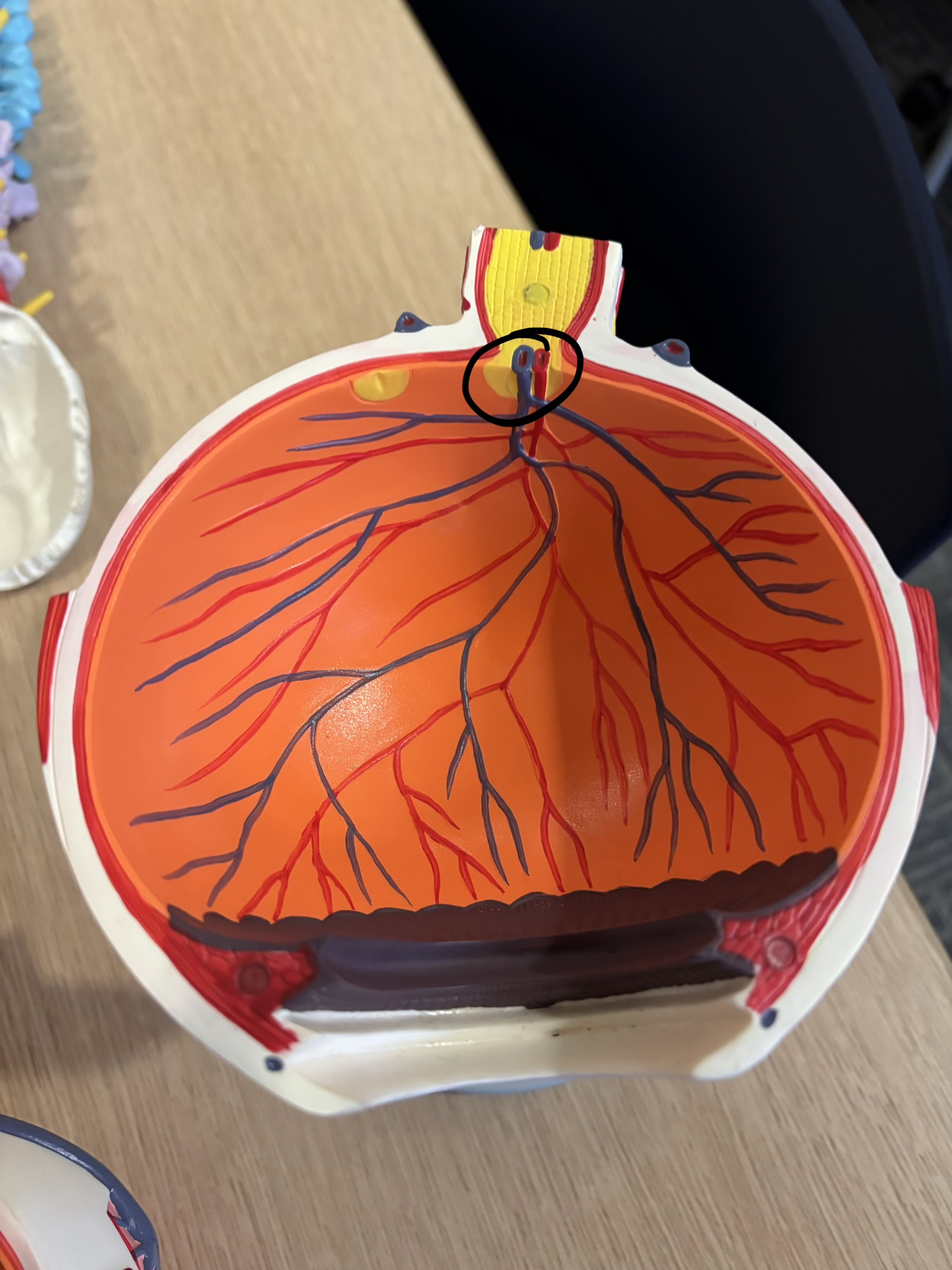 <p>What structure is this?</p>