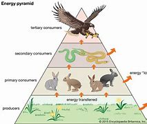 <p>-flow of energy through trophic levels</p><p>-90/ of energy is lost at each trophic level—&gt;only 10% goes through</p>
