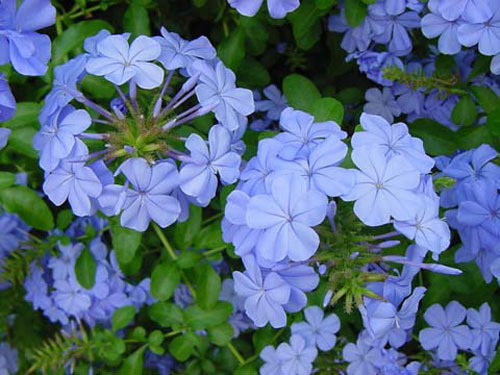 <p>Blue Plumbago (Plumbaginaceae)</p>