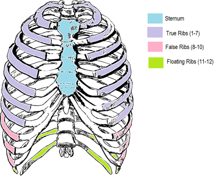 <p>12 pairs of ribs </p><ul><li><p>1 to 7; true ribs  </p></li><li><p>8 to 10 false ribs</p></li><li><p>11 and 12 floating ribs </p></li></ul><p></p>