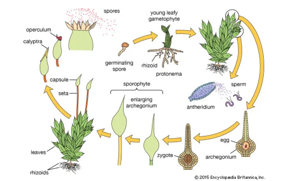 <p>diploid sporophytes are short-lived &amp; present only part of the time. Their only function is to make spores</p><ol><li><p>Start with a temporary 2n</p><p>sporophyte: grows out of</p><p>the top of a gametophyte</p><p>produces n spores by MEIOSIS in a</p><p>sporangium (capsule)</p></li><li><p>Spores land &amp; germinate to produce protonemata (= early gametophytes) grows into a</p><p>mature male or female gametophyte via mitosis</p></li><li><p>Archegonia in female n</p><p>gametophytes produce 1 n egg by MITOSIS; antheridia in male n gametophytes</p><p>produce &amp; release many n flagellated sperm by MITOSIS</p></li><li><p>The new diploid zygote (fertilized egg) is “dependent” on &amp; protected in</p><p>the archegonium of the gametophyte &amp; grows by mitosis into an embryo</p><p>&amp; a new 2n sporophyte</p></li></ol><p></p><p>*Some bryophyte species can also reproduce asexually by fragmentation</p>