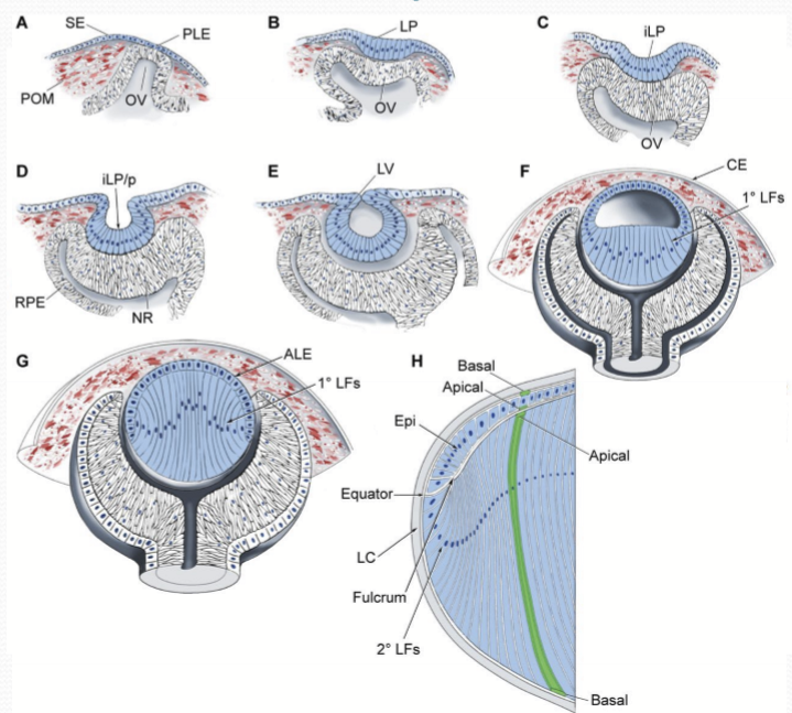<p>Primary lens fibers begin to extend from the posterior lens fibers begin to extend from the posterior cells and obliterate the space within the lens vesicle. </p>