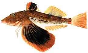 <p>Triglidae</p>