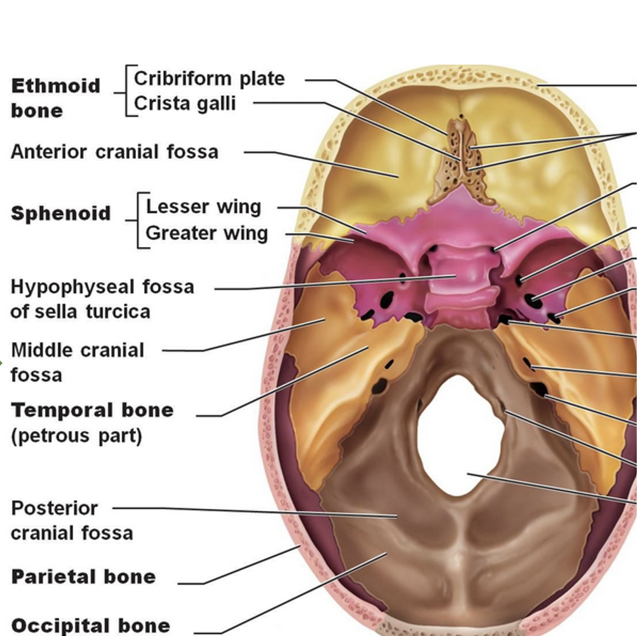 <p>Cribriform foramina</p>
