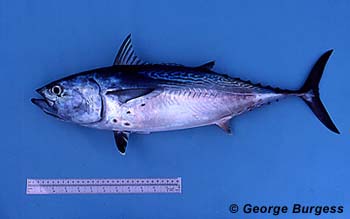 <p>Dorsal fins are connected at the base</p><p>Several faint to dark spots on the abdomen below the pectoral fins</p><p>upper scaleless area with highly variable cluster of narrow oblique wavy dark lines</p><p>greenish to dark blue dorsally then silvery below</p>