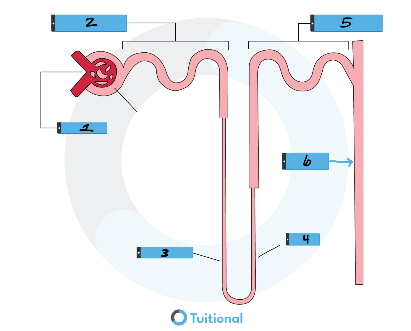 <p>In what order does URINE FILTRATE flow?</p>