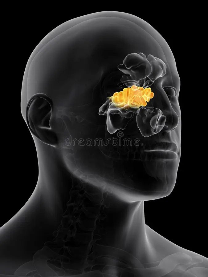 <p>What paranasal sinus is this? </p>