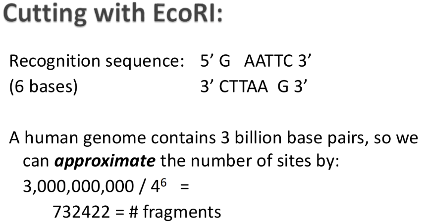 <p><span>Restriction enzymes </span></p><ol><li><p class="Paragraph SCXW258772972 BCX0" style="text-align: left;"><span>Recognize specific sequence (usually 4-6 nucleotides) </span></p></li></ol><ol start="2"><li><p class="Paragraph SCXW258772972 BCX0" style="text-align: left;"><span>Cut the DNA by breaking the phosphodiester bond on both strands </span></p></li></ol><ol start="3"><li><p class="Paragraph SCXW258772972 BCX0" style="text-align: left;"><span>Cutting results in 2 or more fragments </span></p><ul><li><p class="Paragraph SCXW258772972 BCX0" style="text-align: left;"><span>Smaller recognition sequences results in more fragments generated because it is easier to find a match for a short sequence </span></p></li></ul></li></ol><ol start="4"><li><p class="Paragraph SCXW258772972 BCX0" style="text-align: left;"><span>Resolve fragments by gel electrophoresis </span></p></li></ol><p class="Paragraph SCXW258772972 BCX0" style="text-align: left;"><span>* The number of times a specific sequence occurs in a given organism is approximated by... </span></p><p class="Paragraph SCXW258772972 BCX0" style="text-align: center;"><span>Genome size in nucleotides/4^n </span></p><p class="Paragraph SCXW258772972 BCX0" style="text-align: center;"><span>n = the length of the recognition sequence </span></p><p class="Paragraph SCXW258772972 BCX0" style="text-align: left;"><span>* Master mix should be on cold block and gently mixed </span></p>