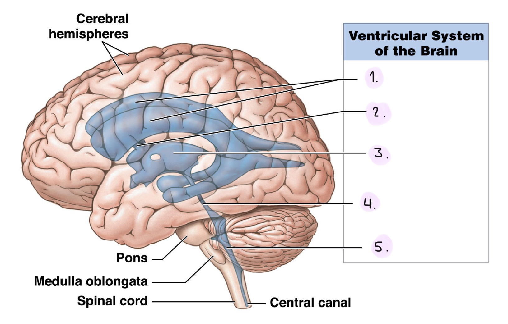 <p>Label the Ventricular System (Lateral View)</p><ol><li><p>__</p></li><li><p>__</p></li><li><p>__</p></li><li><p>__</p></li><li><p>__</p></li></ol><p></p>