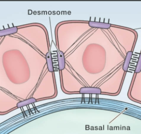 <p>Cell Junction: <strong>Desmosome</strong></p>