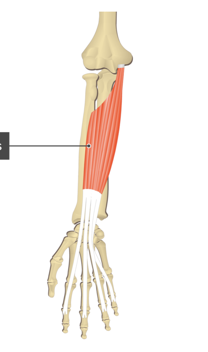 <p></p><p>origin: medial epicondyle of humerus</p><p>insertion: distal phalanges of metacarpals II-V</p>