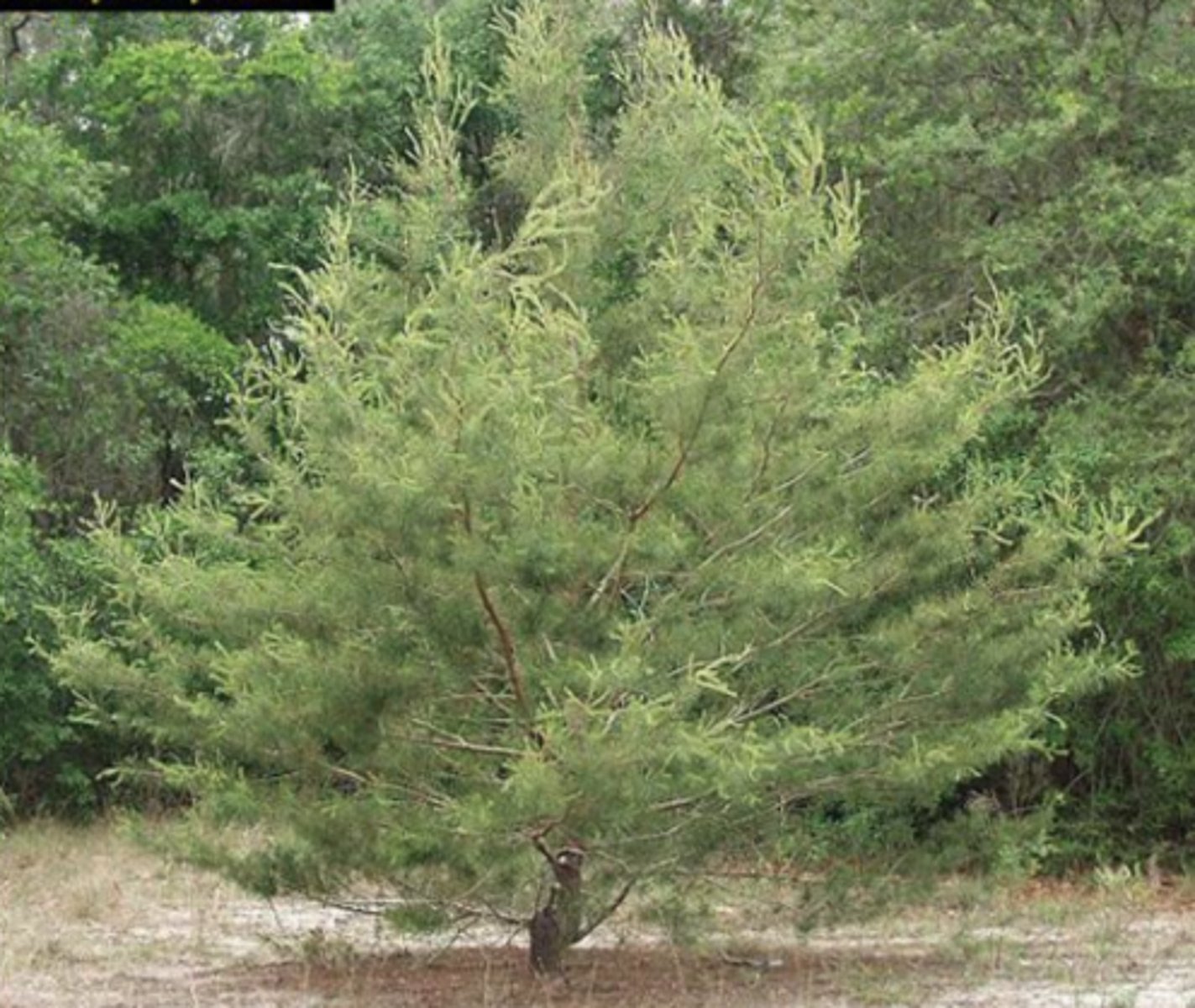 <p>-looks like a christmas tree</p><p>-smallest needles</p><p>-smells like citrus</p><p>-2 needles per bundle</p><p>-light reddish or ashy grey on young branches</p>