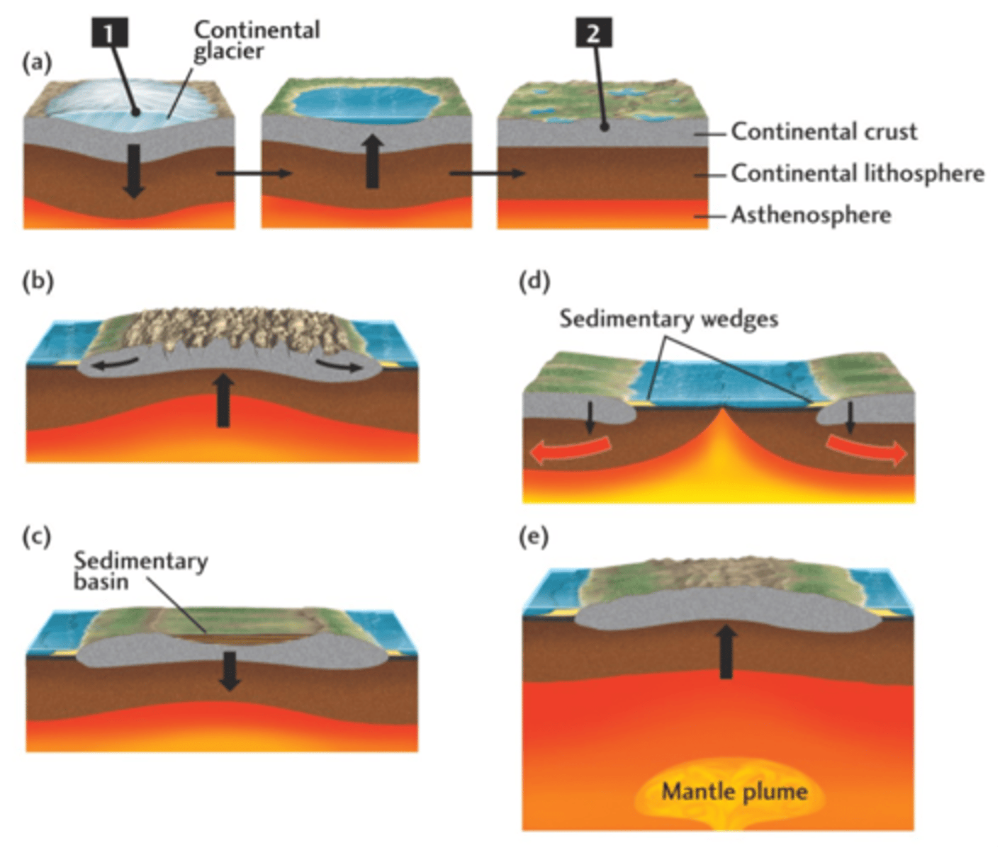 <p>Gradual downward &amp; upward movements of broad regions of crust without significant folding or faulting</p><ul><li><p>downward movement - leads to flat sediments</p></li><li><p>upward movement - causes erosion &amp; unconformities</p></li></ul>