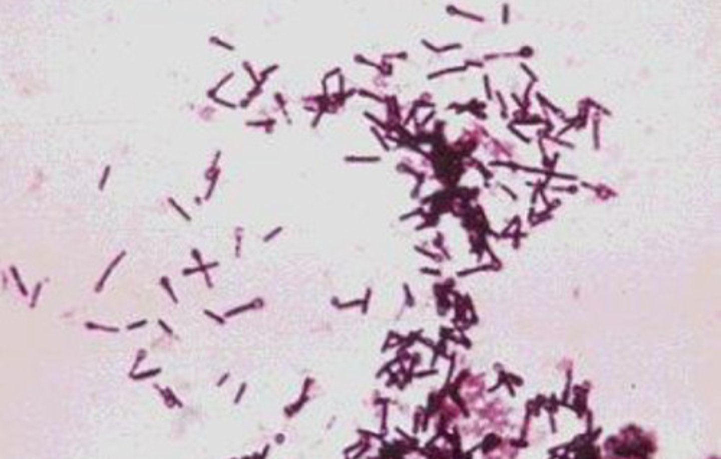 <p>Bacilli</p>
