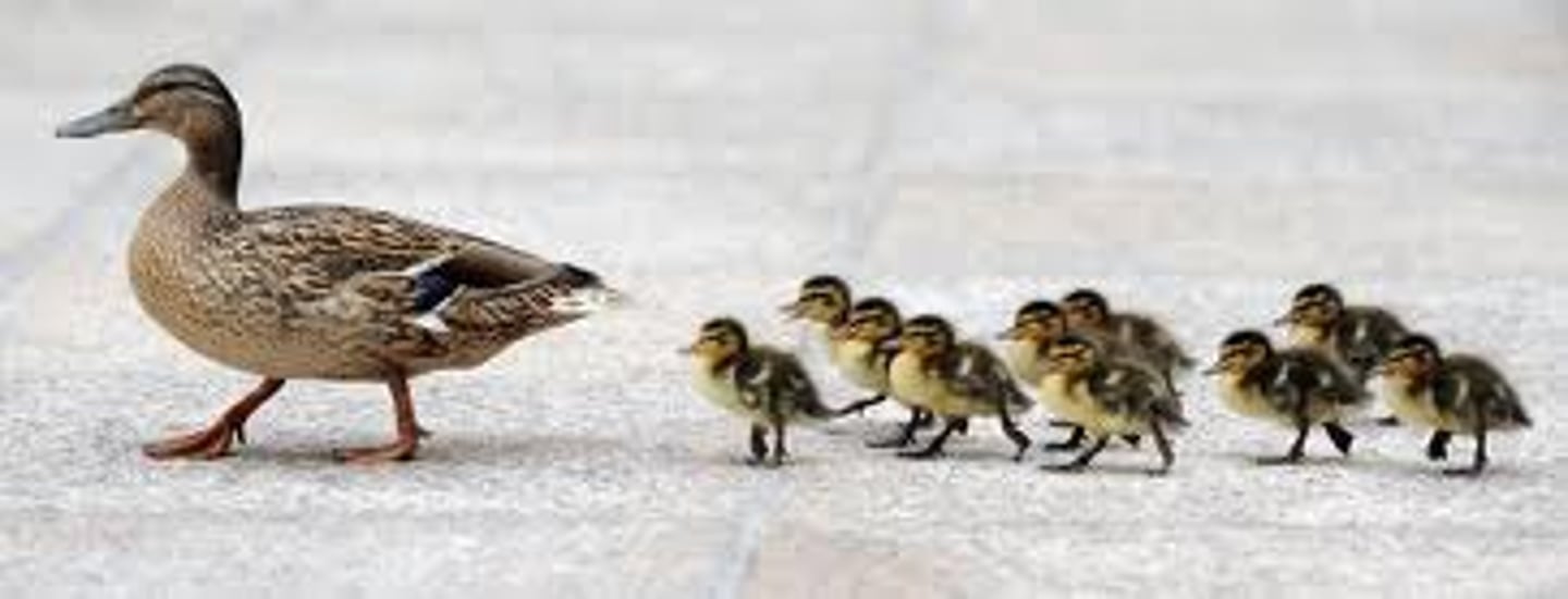 <p>Follow the others</p>