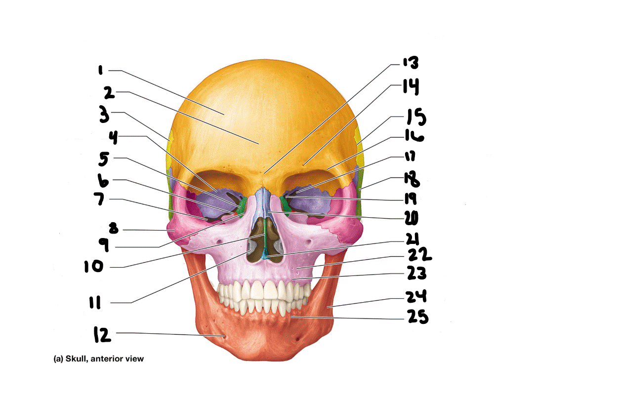 <p>bone #25?</p>