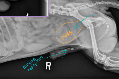 <p>U<span>rethral Surgery Procedures</span></p>