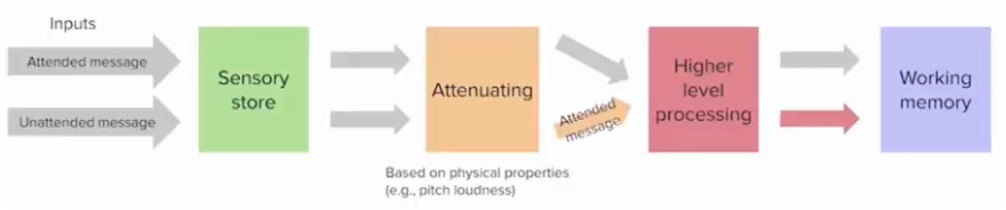 <p>there is a filter but </p><ul><li><p>it is not all-or-none, instead it attenuates input from unattended sources, but with support of top-down activation unattended words if salient or relevant can still activate meanings </p></li><li><p>early filtering is an optional strategy not a fixed structural bottleneck </p></li></ul>