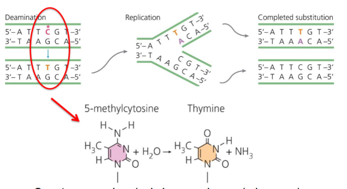 <p>single base-pair changes due to uncorrected mistakes before or during DNA replication</p><p>effect on an amino acid largely depends on which base in a codon mutates:</p><p>most changes in the first position change the amino acid</p><p>all changes in the second position change the amino acid</p><p>most changes in the third position do not change the amino acid</p>