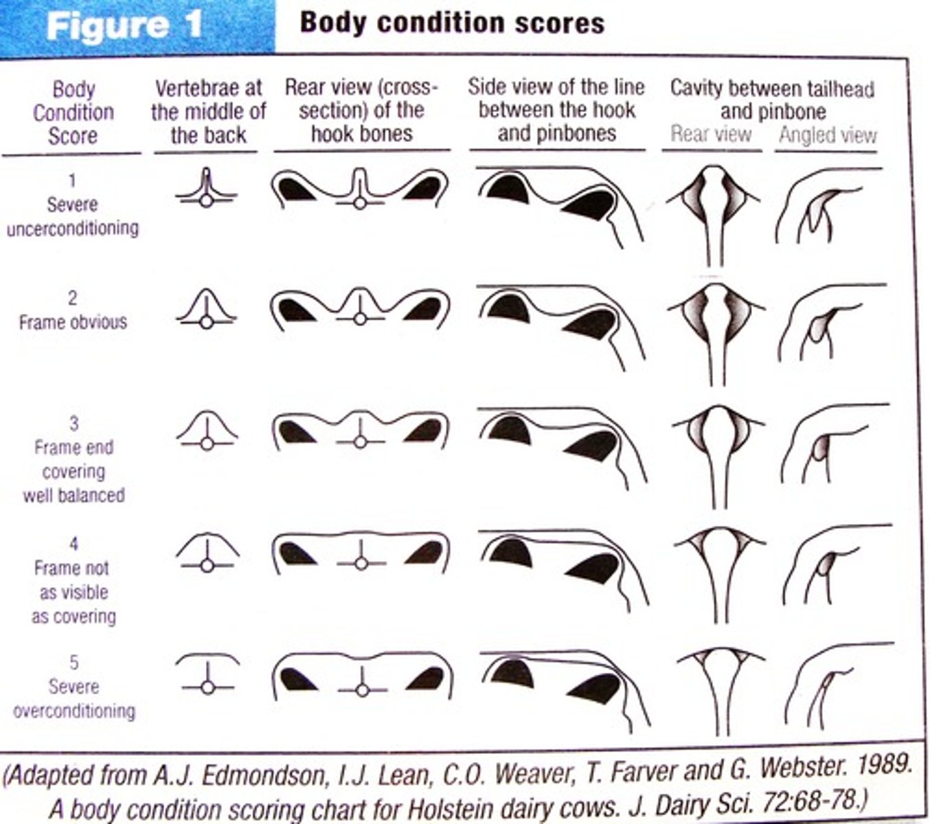 <p>- indicator of cow nutrition status</p><p>- assessment of energy stores, level of fat (flesh) on cattle</p><p>- scale ranges 1-9</p><p>- once BCS is approximately 80lbs. on a 1,000 cow with a BCS of 5</p><p>- with heathy cattle BCS is an indicator of nutrient intake</p>