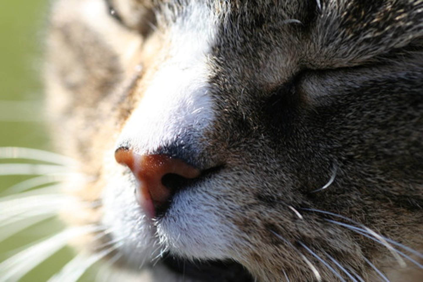 <p>the nose</p>