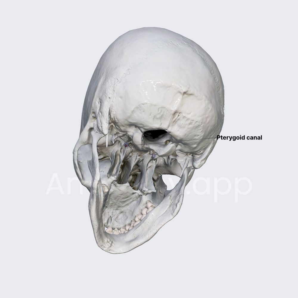 <p>Pterygoid canal</p>